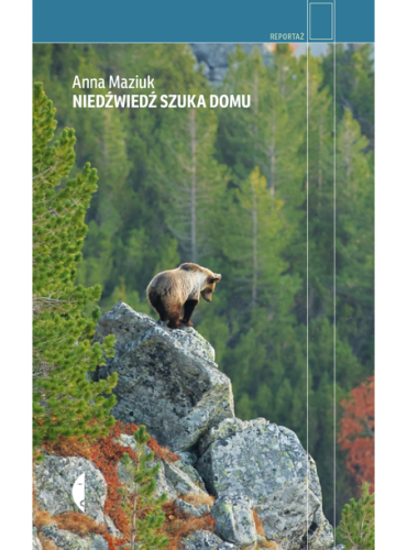 Niedźwiedź szuka domu