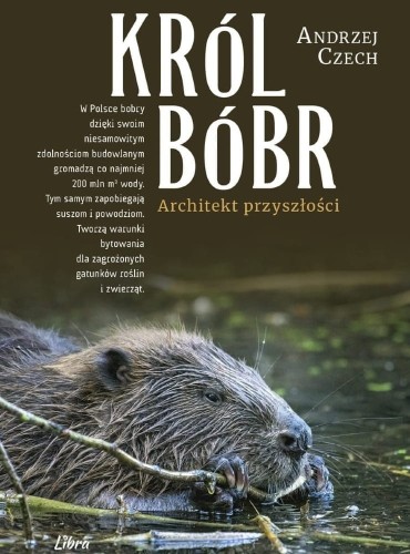 Król Bóbr